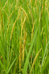 Closeup of Rice Northern, Thailand.