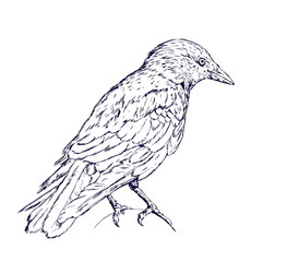 Crow