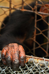 Fototapeta premium Orangutan hand closeup