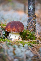 Boletus edulis
