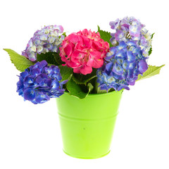 Blue and pink Hydrangea