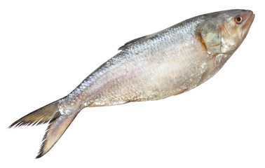 Ilish fish of Southeast Asia