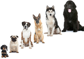 six races de chiens : du plus petit au plus grand