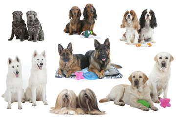 sept couples de chiens différents et leurs jouets