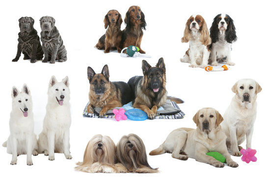 sept couples de chiens diff&eacute;rents et leurs jouets