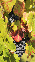 mature grape-vine wait the harvesting in France
