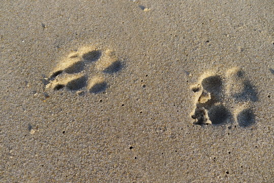 Pfotenabdruck Hund im Sand