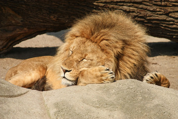 Naklejka premium Löwe