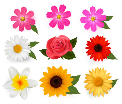 Big collection of beautiful colorful flowers. Vector