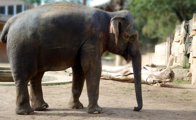 Naklejka premium Elefante