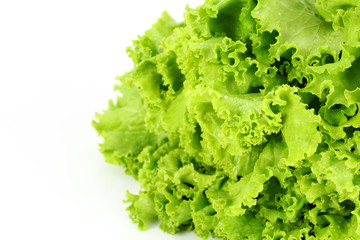 lechuga