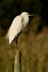 aigrette garzette