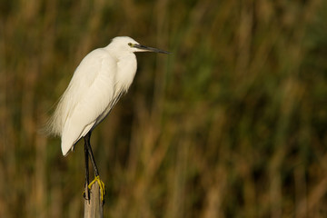 aigrette garzette