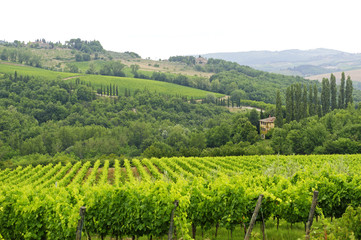 Fototapeta na wymiar VIneyards of Chianti (Tuscany)