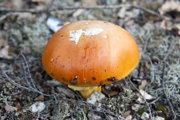 Amanite des césars en milieu naturel