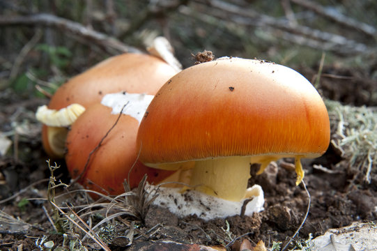 Amanites des c&eacute;sars en milieu naturel