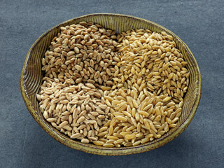 Grains de blé, kamut et épeautre