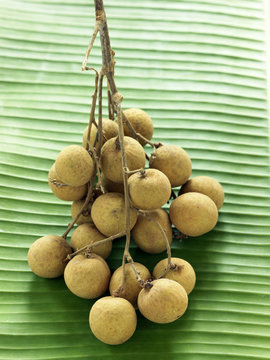 Longanes
