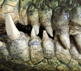 Fototapeta premium crocodile tooth