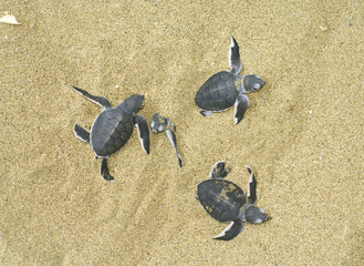 turtles give birth and get  out from sand - obrazy, fototapety, plakaty