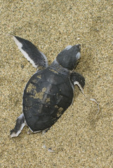 turtle give birth
