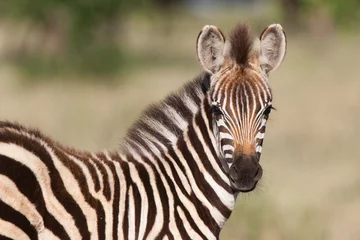 Fotobehang Baby zebra © Villiers