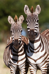 two zebras © Villiers
