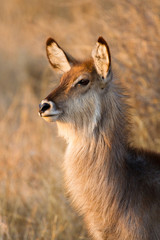 Young waterbuck