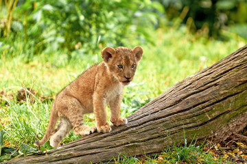 Lion cub (Panthera leo)