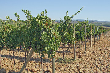 Fototapeta na wymiar grapevine in the tuscany region