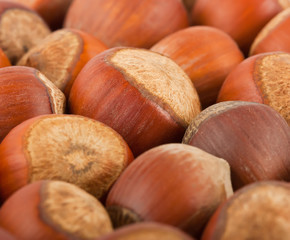 background of the hazelnuts