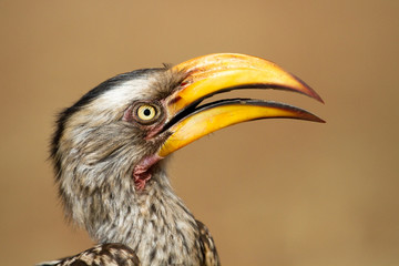 hornbill close up