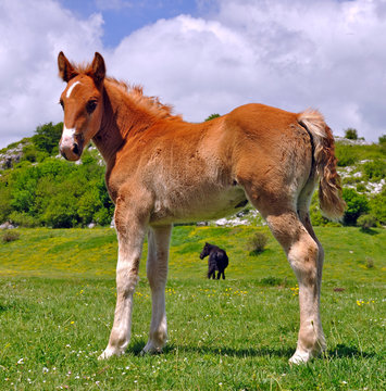 foal