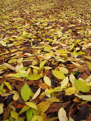 autumn season in the park