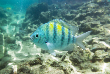 Tropical fish in Caribbean Sea, Mexico