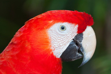 Ara parrot portrait