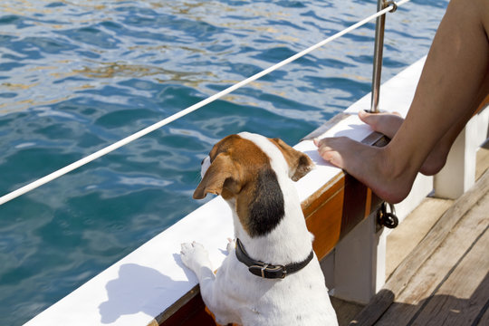 Dog on sailboat