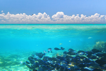 A shoal of blue fishes in Caribbean Sea under blue sky, Mexico