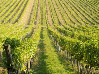 Obraz premium Weinberg