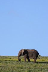 African Elephant and Blue Sky