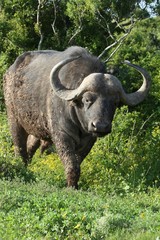 African Buffalo