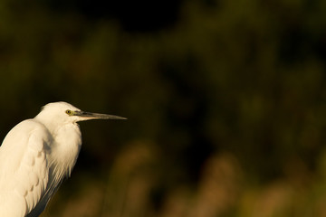 aigrette garzette