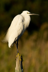 aigrette garzette