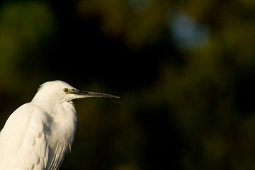 aigrette garzette