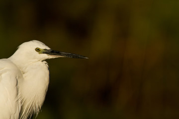 aigrette garzette