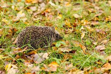 Hedgehog in the autumn forest crawling through old grass
