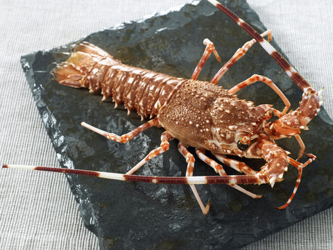 Langouste enti&egrave;re