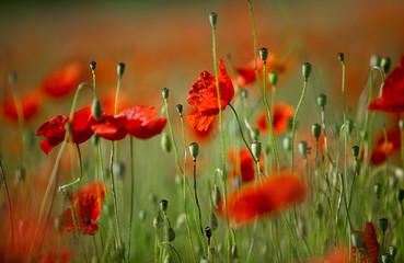 Klatschmohn