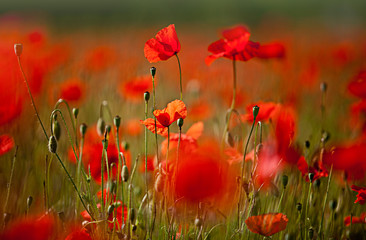 Obraz premium Mak kukurydziany