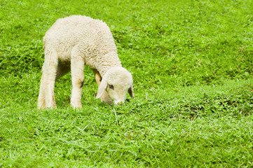 Obraz na płótnie Canvas Owca Dziecko na pastwisku zielonej trawie